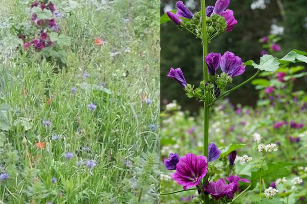 Brandenburger mengsel