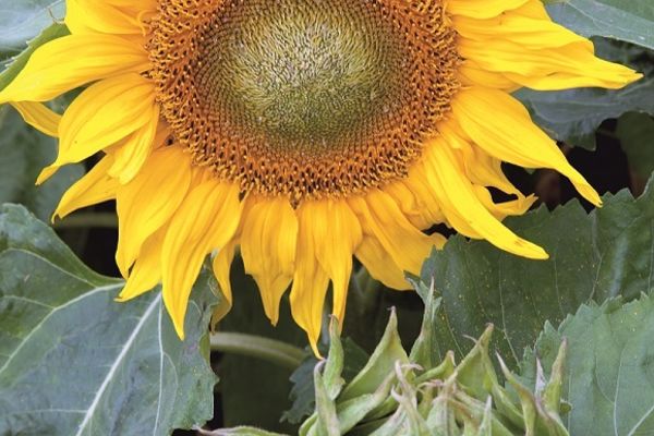 Zonnebloem Sunspot (enkelbloemig)