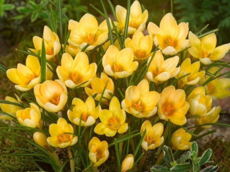 Bestel tijdig uw krokusbloemen