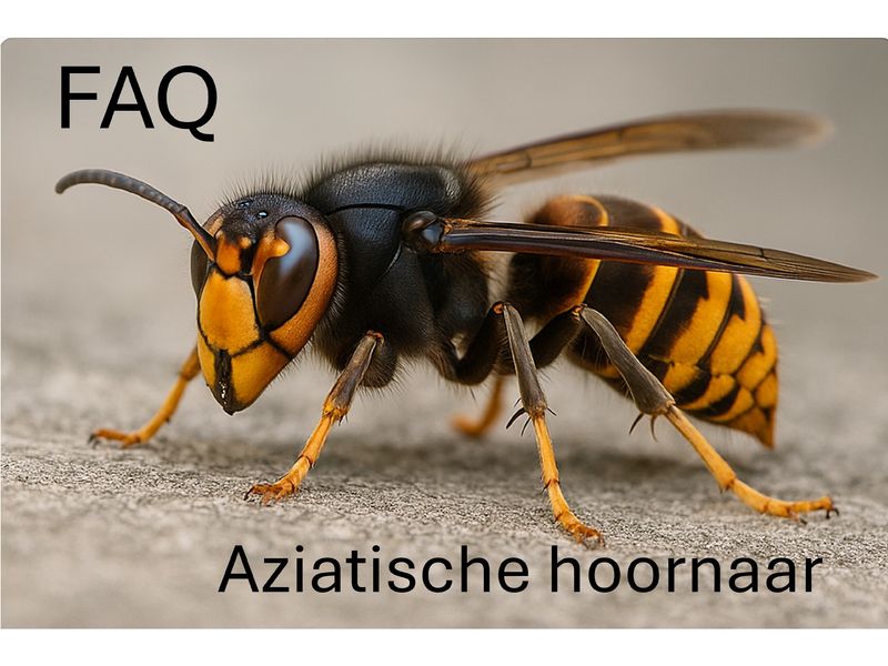 FAQ voor vrijwilligers